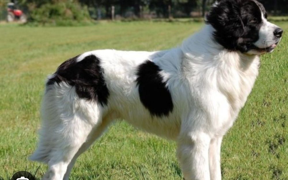 Продаются собака