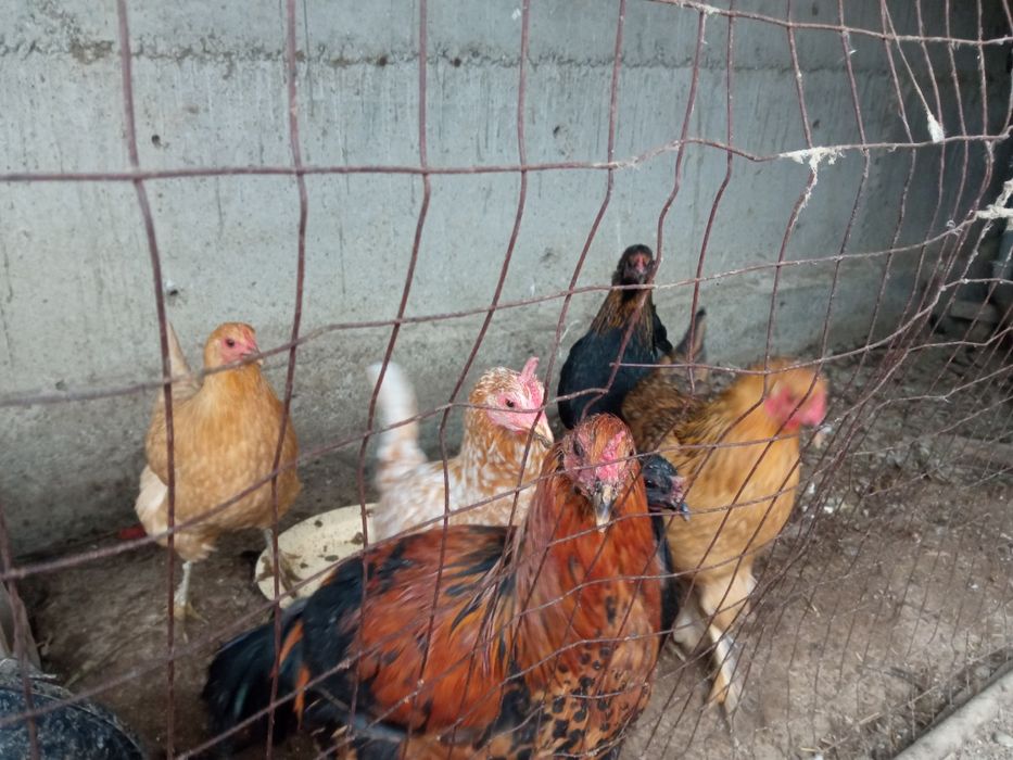 Тухумга кирган товуклар сотилади