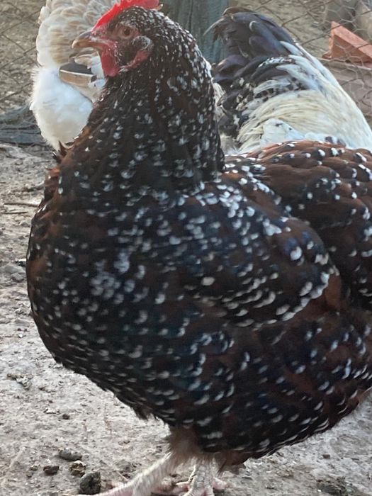 Pui de gaina metisi din rase f bune
