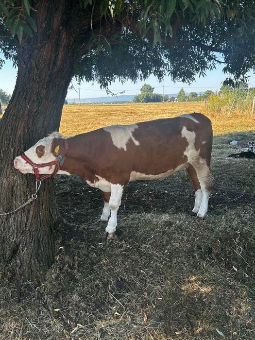 juncă de un an jumate