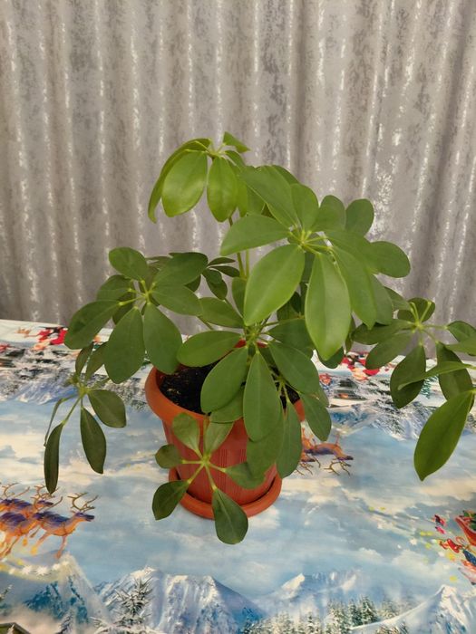 Продам шифлеру и юкку