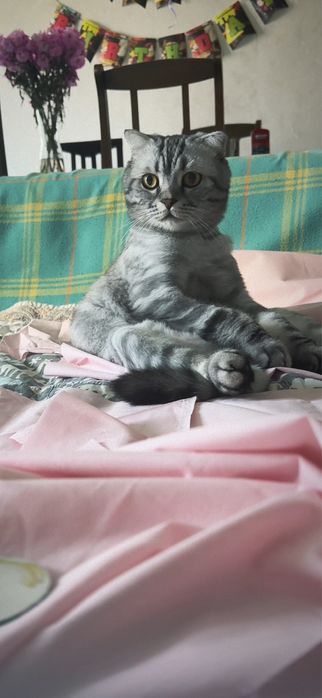 Шотландская веслоухая