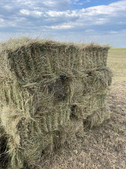 ШӨП, Разнотравье ,с доставка