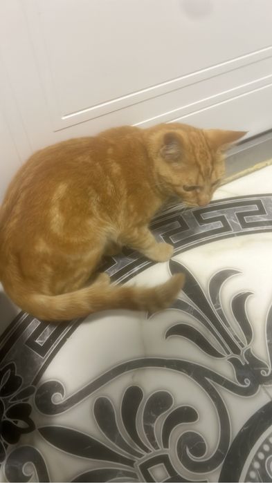 Отдам попрдистого кота в добрые руки