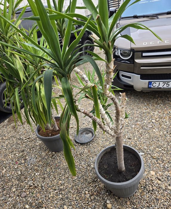 Flori Yucca        .