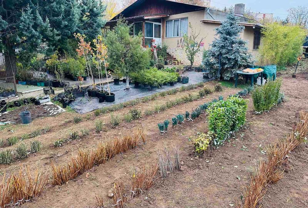 Овощни дървета, плодни храсти и лозички - Fruithome Плевен