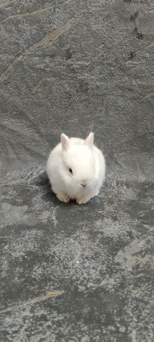 Дикаративный карликовый кролики