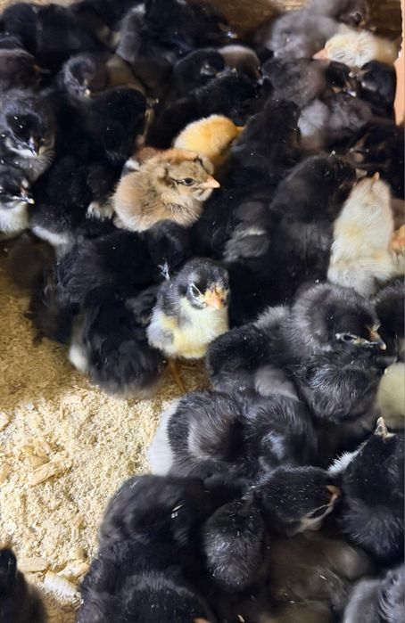 Продаются суточные цыплята