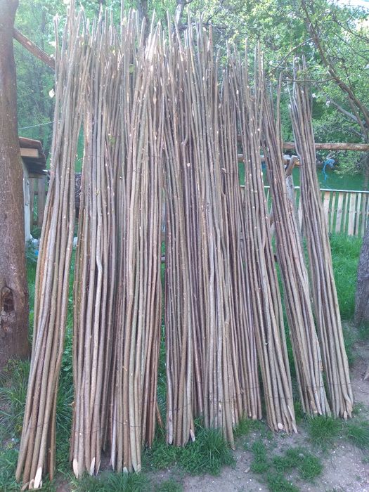 Pari de fasole și de roșii la 2 lei bucata