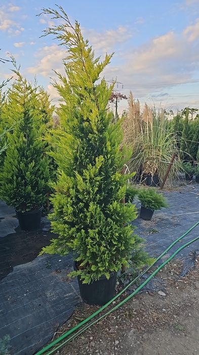 Leylandii- Spirale - Arizonica - Pon Pon - Prunus laucerasus Photinia
