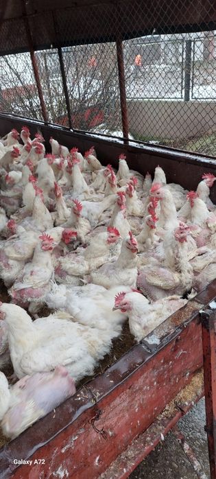 Găini albe de carne