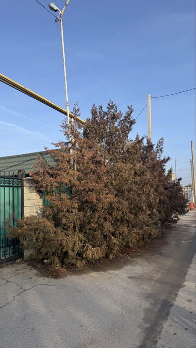 Продам Туи 4,5,6 метр самовыкоп