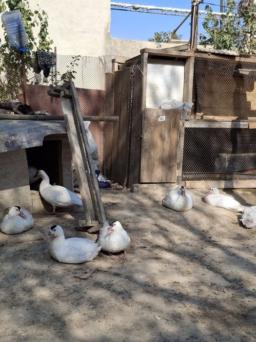 Продаются индаутки