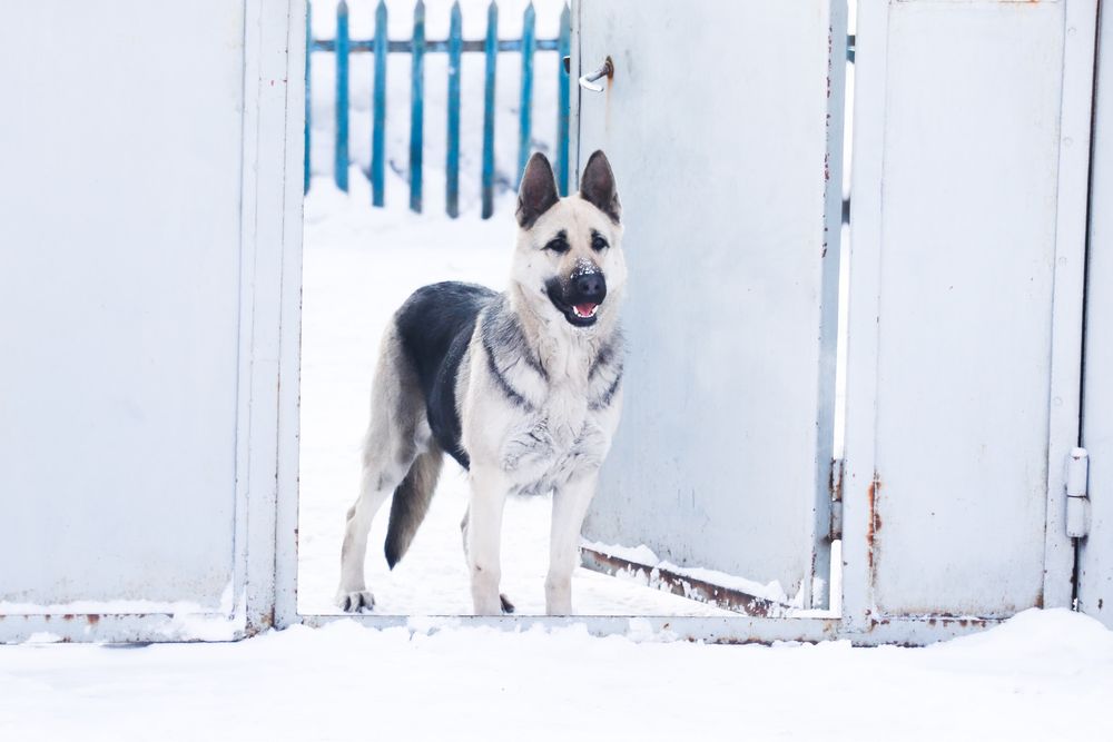 Щенки ВЕО с документами СКК