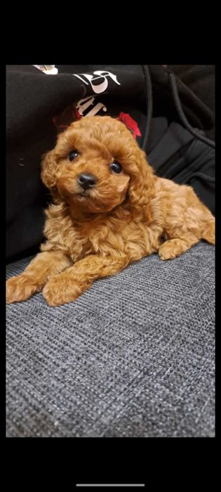 Пудел Той/Poodle Toy