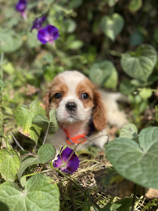 Кавалер кинг чарльз спаниель