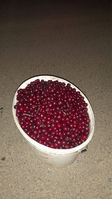 Вишня 12 л только что собр