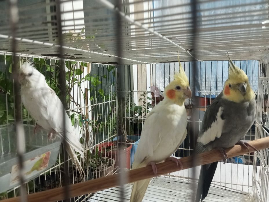 Papugay Karela 3 chalsi 650000somga ber boraman 1tasi nar 2 taksi moda