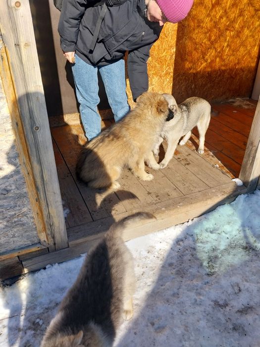 Щенят отдам в добрые руки!