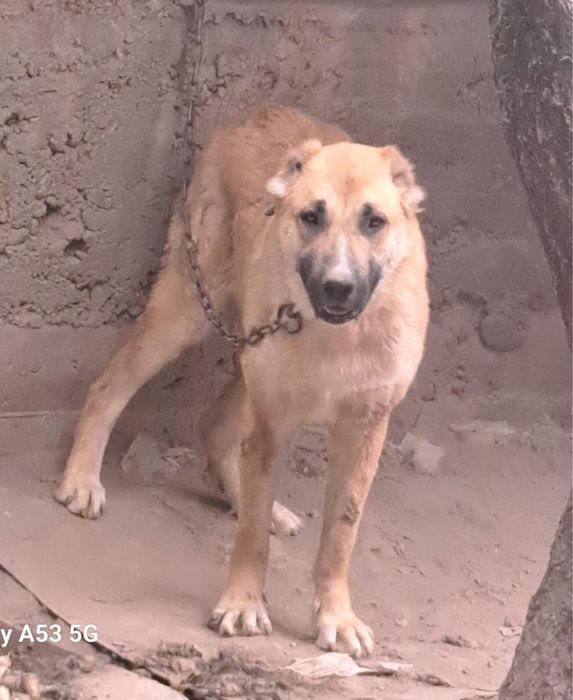 Собака отдаем даром