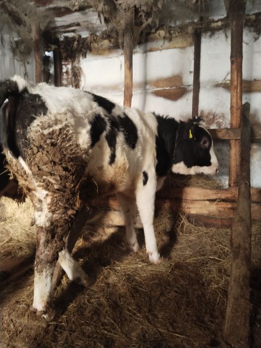 Продам Бычкова.  .