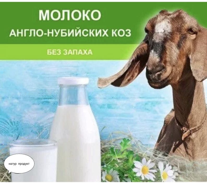 Молоко  нубийских коз