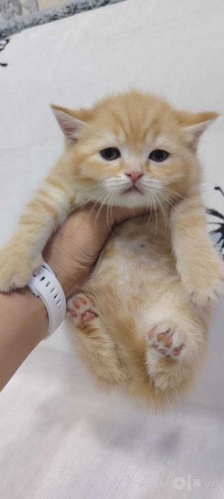 Скотиш страйт  котята