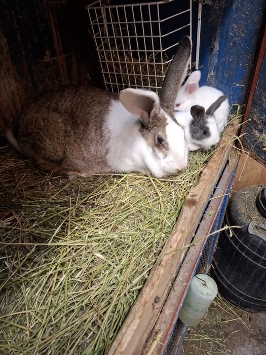 Hycole francez de vânzare