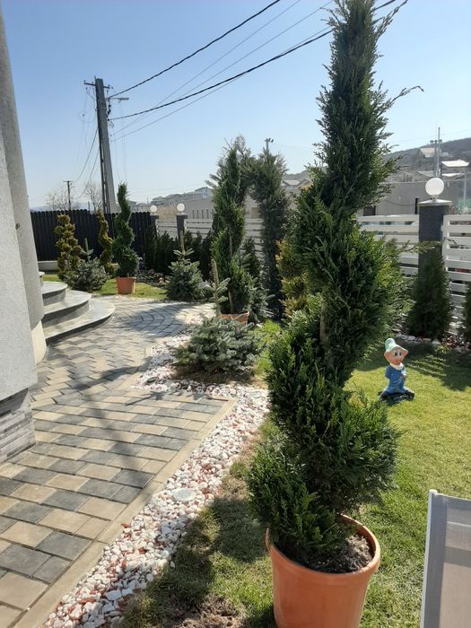 Tuia,leylandy brazi mesteacăn etc