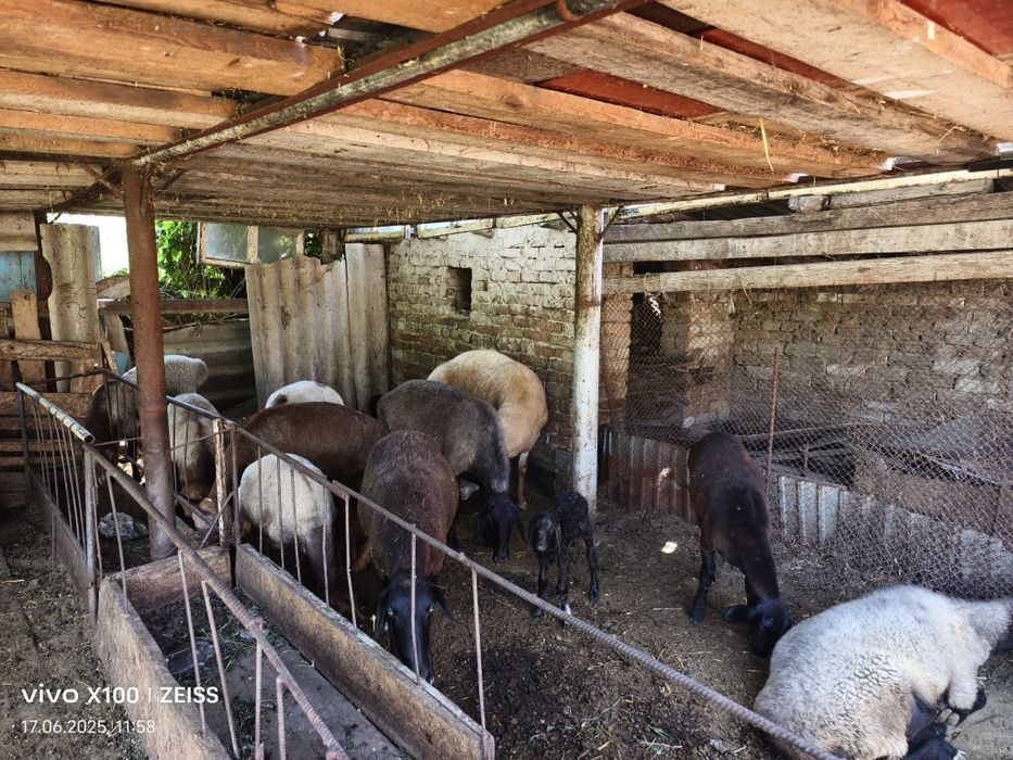 Продается бараны