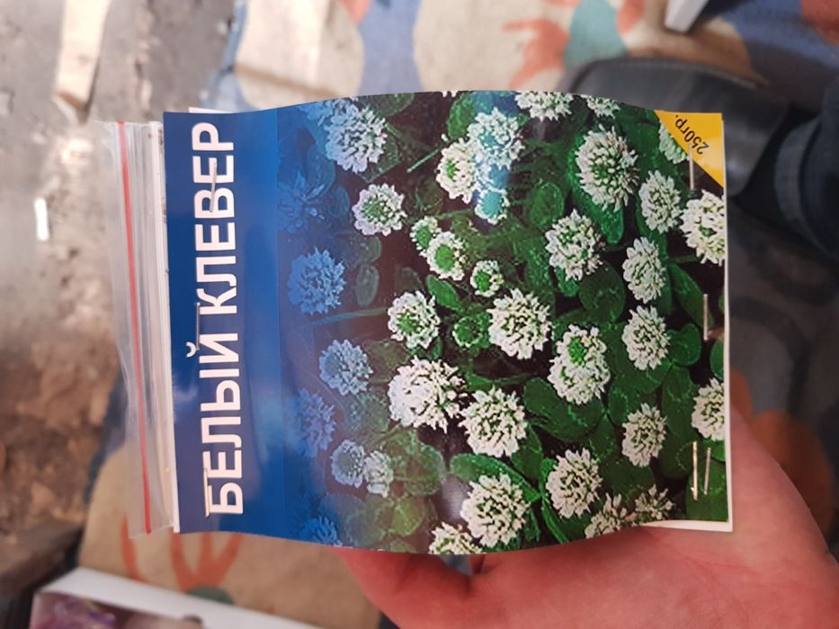 Белый клевер карликовый