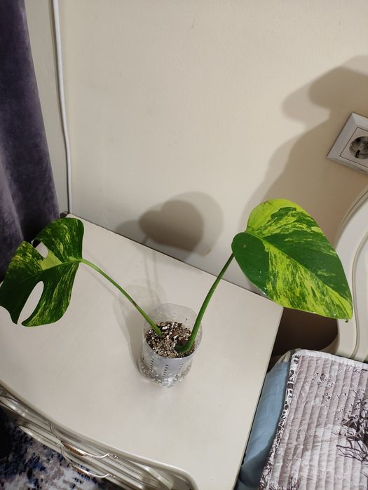 Monstera deliciosa aurea variegata