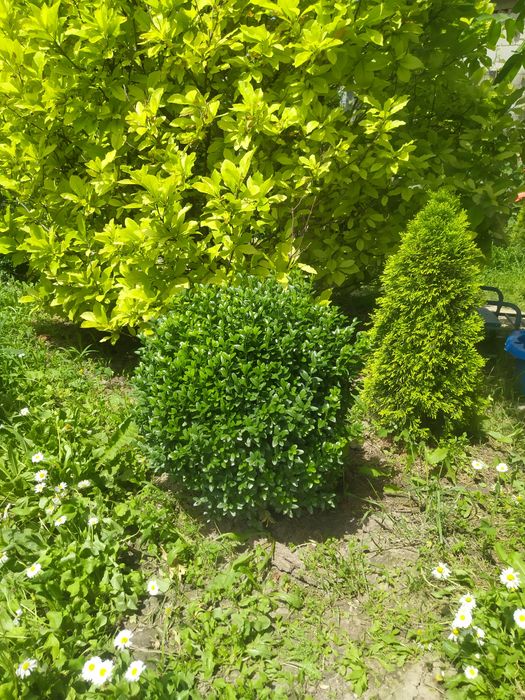 Самшит вечнозеленый