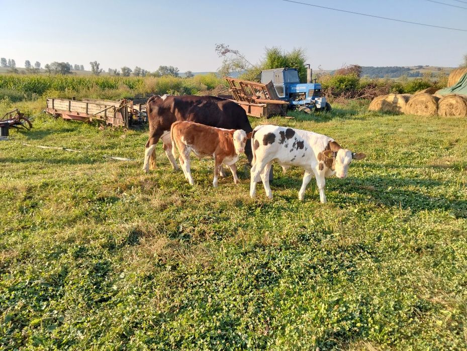 Vând vaca cu 2 taurasi