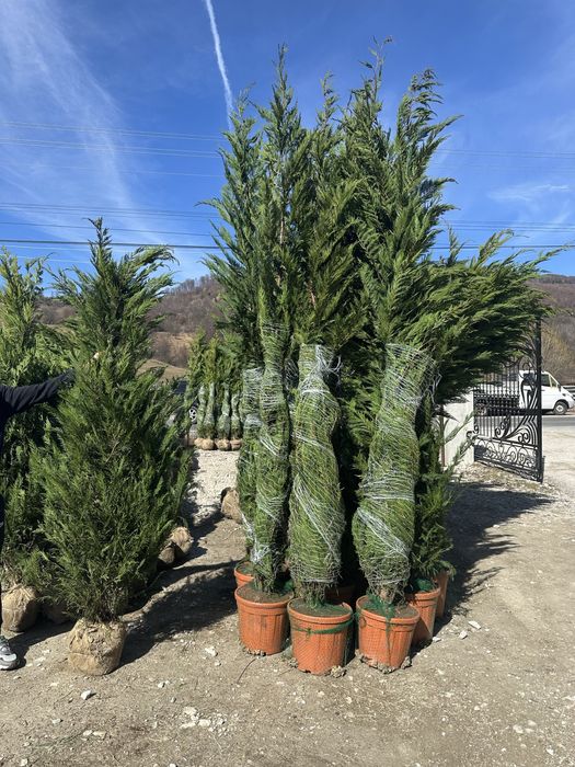 Tuia leylandi. Dimensiuni 3 m 3.5 m