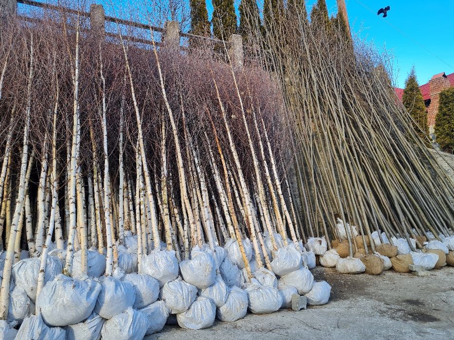 Mestecan /Tei /Platan/Stejar/Frasin/Salcam