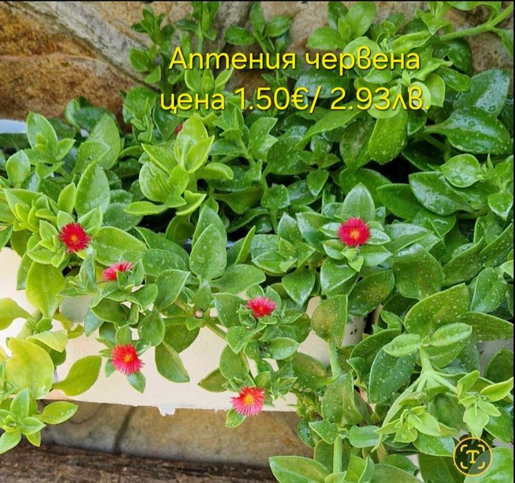 Стайни и градински растения на супер цени.