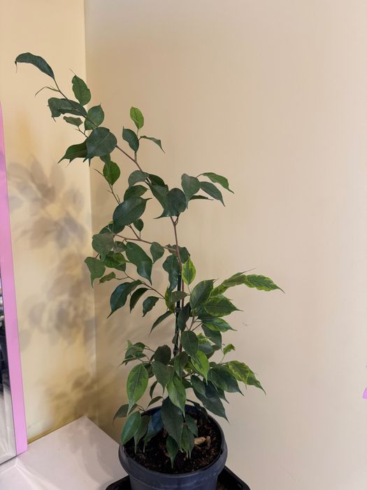 Фикус бенджамина