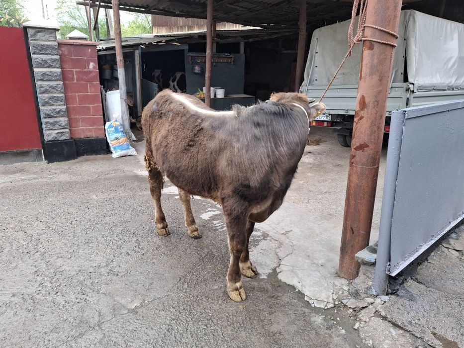 Продам бычка алатауской породы!