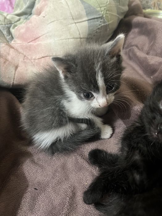 Котята в хорошие руки
