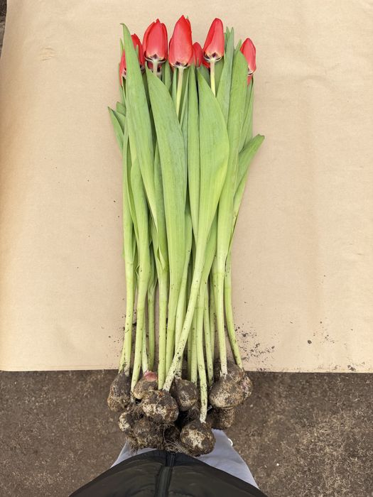 Голландские тюльпаны