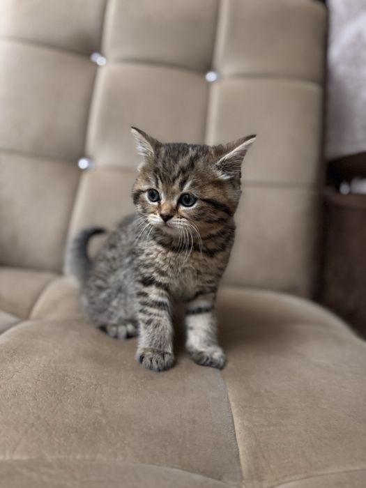 Срочно продаются котята скоттиш страйт