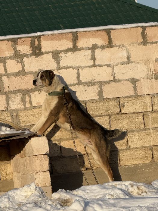 Молодой сатылат