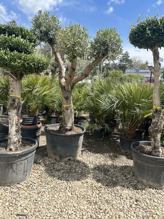 Măslini bonsai de vânzare