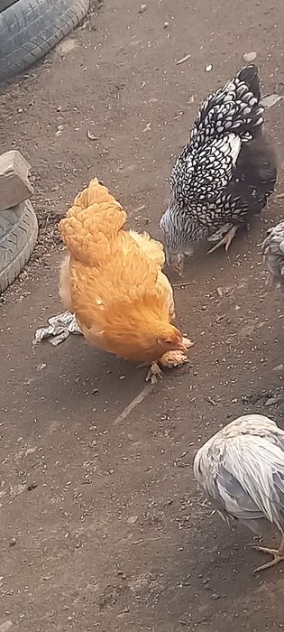 Продам инкубационное яйцо