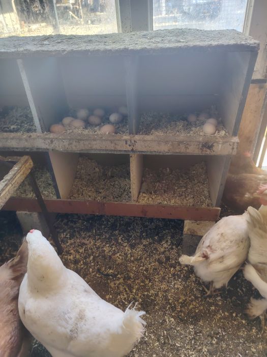 Продам кур несушек