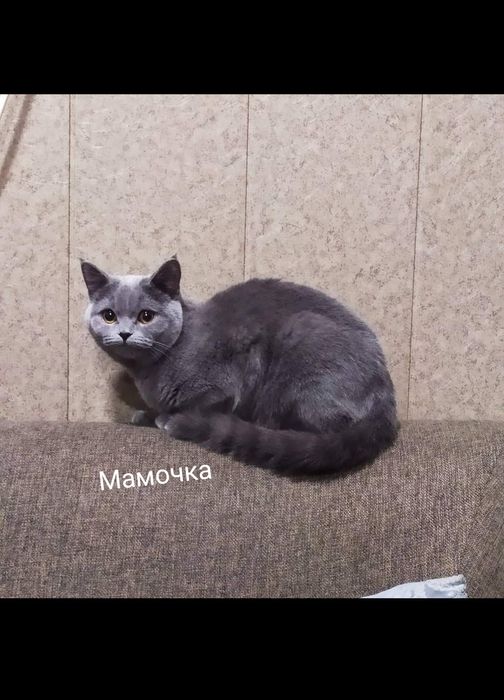 Шотланцы скотиши