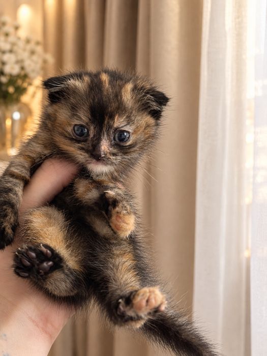 Продам котям скоттиш фолд