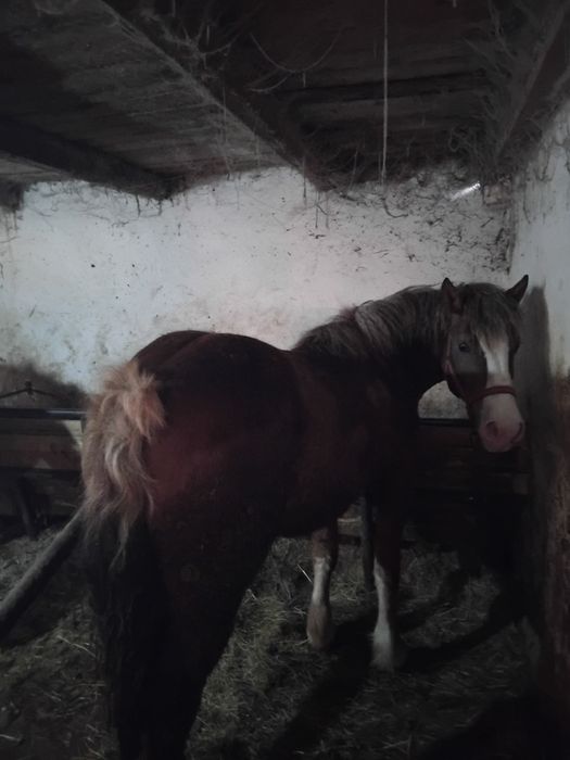 O mânză de vânzare din an jumate