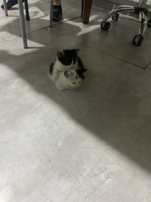 Милые котята в добрые руки